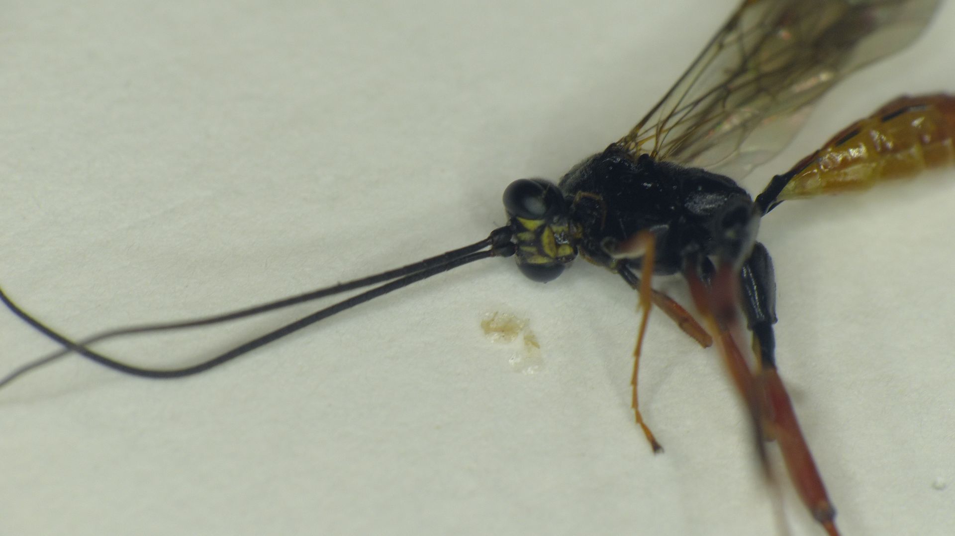 Bitten um Bestimmung - Bienen (Apiformes), Hummeln (Bombinae), Wespen  (Vespinae) - ACTIAS