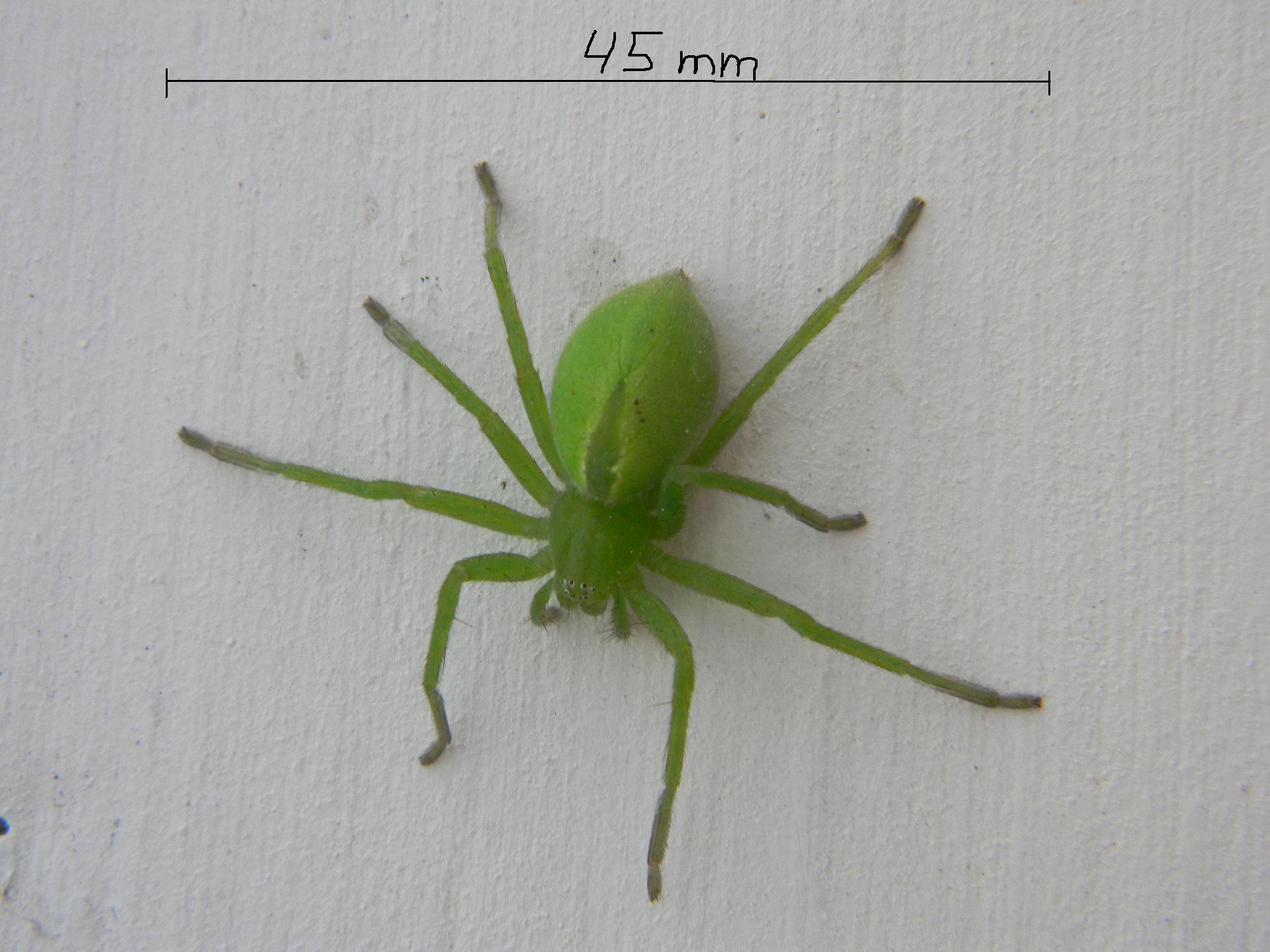 Große grüne Spinne - Spinnen (Araneae) bestimmen - ACTIAS