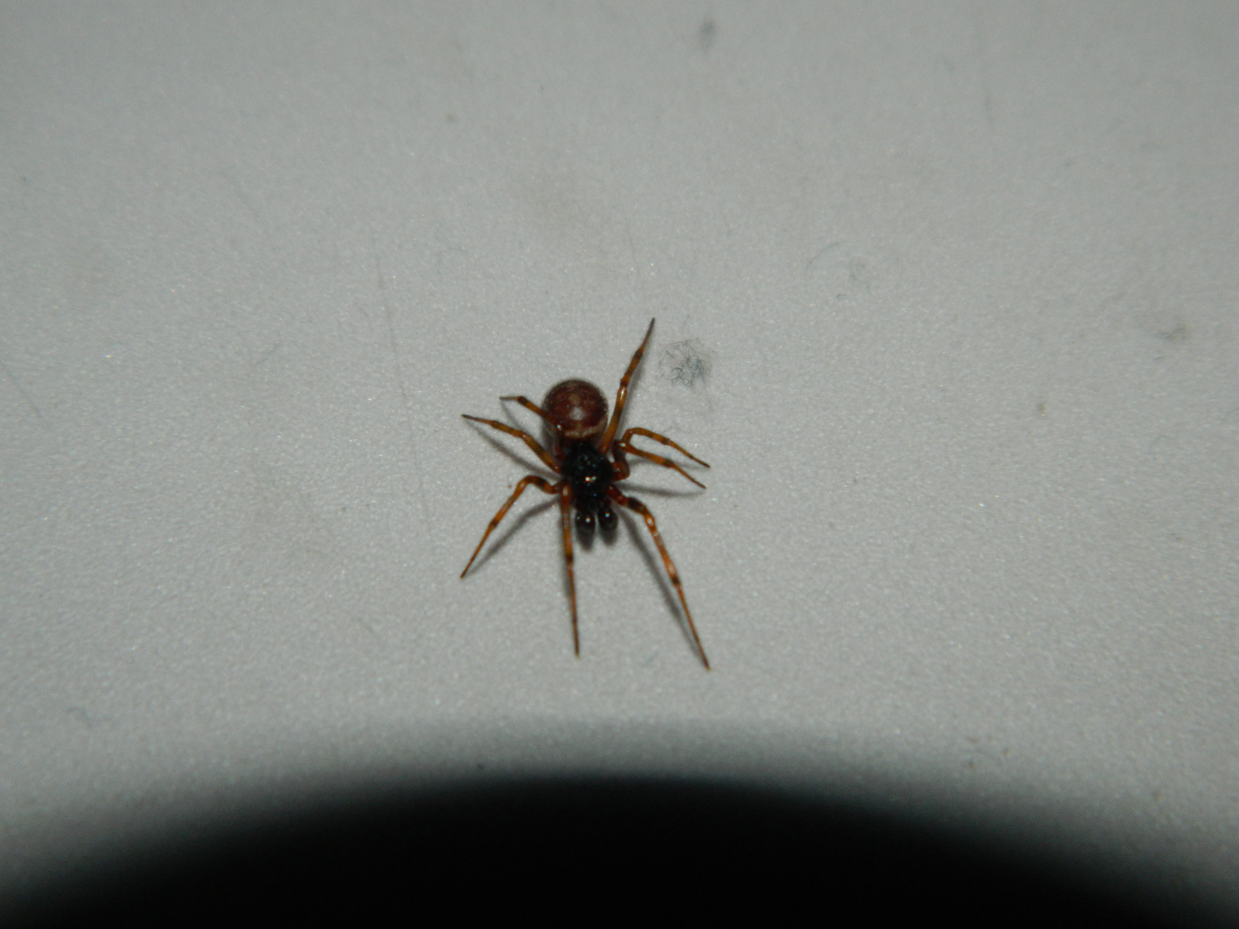 Spinne bestimmen - Spinnen (Araneae) bestimmen - ACTIAS