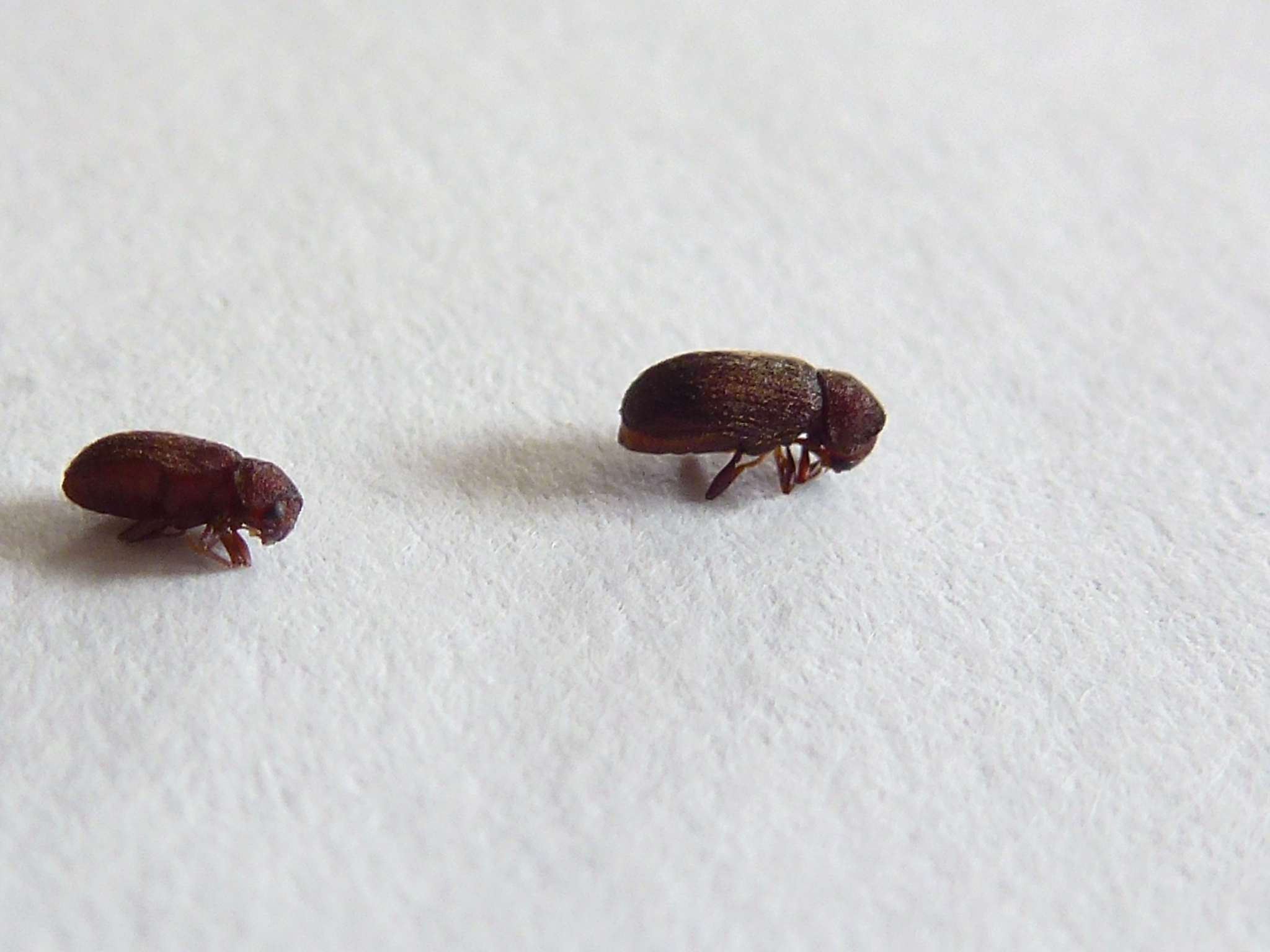 Käfer im Schlafzimmer - Käfer (Coleoptera) bestimmen - ACTIAS