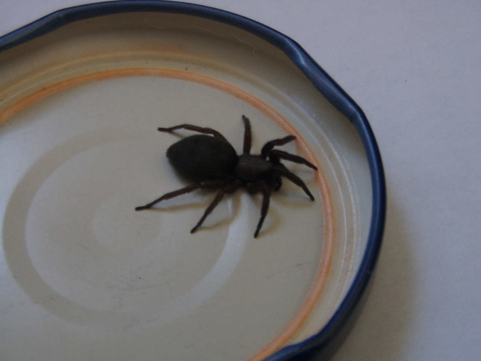 Unbekannte Spinne im Haus gefunden - Spinnen (Araneae) bestimmen - ACTIAS