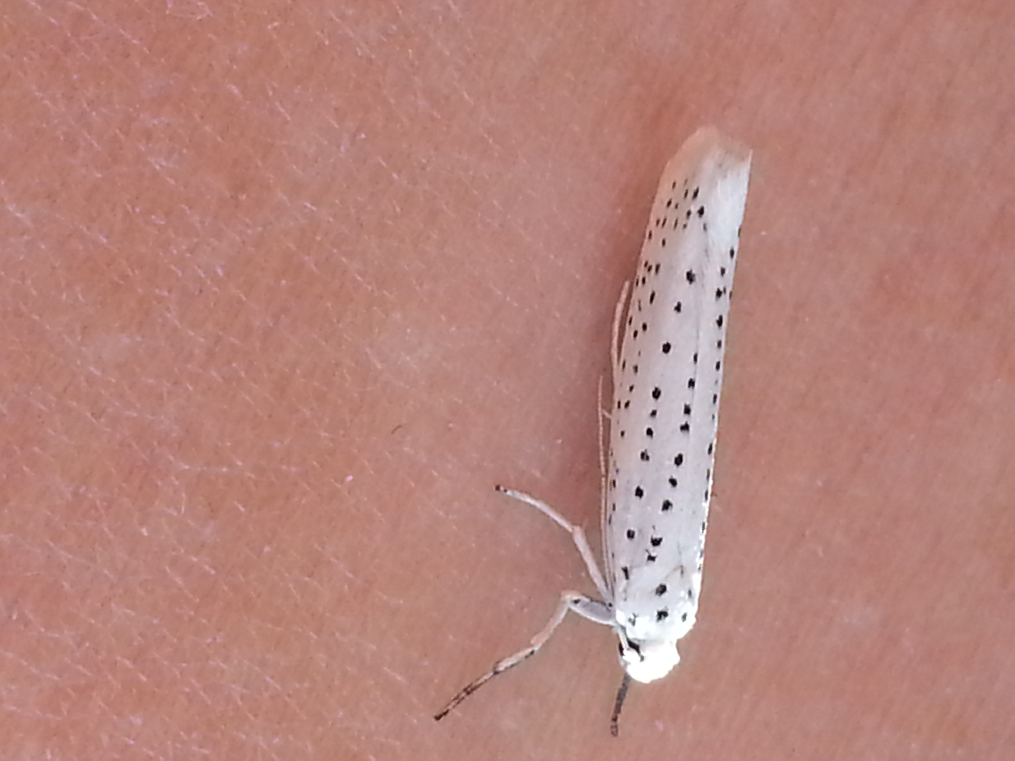 kleiner weißer Falter mit schwarzen Punkten/Deutschland - Schmetterlinge  (Lepidoptera) bestimmen - ACTIAS