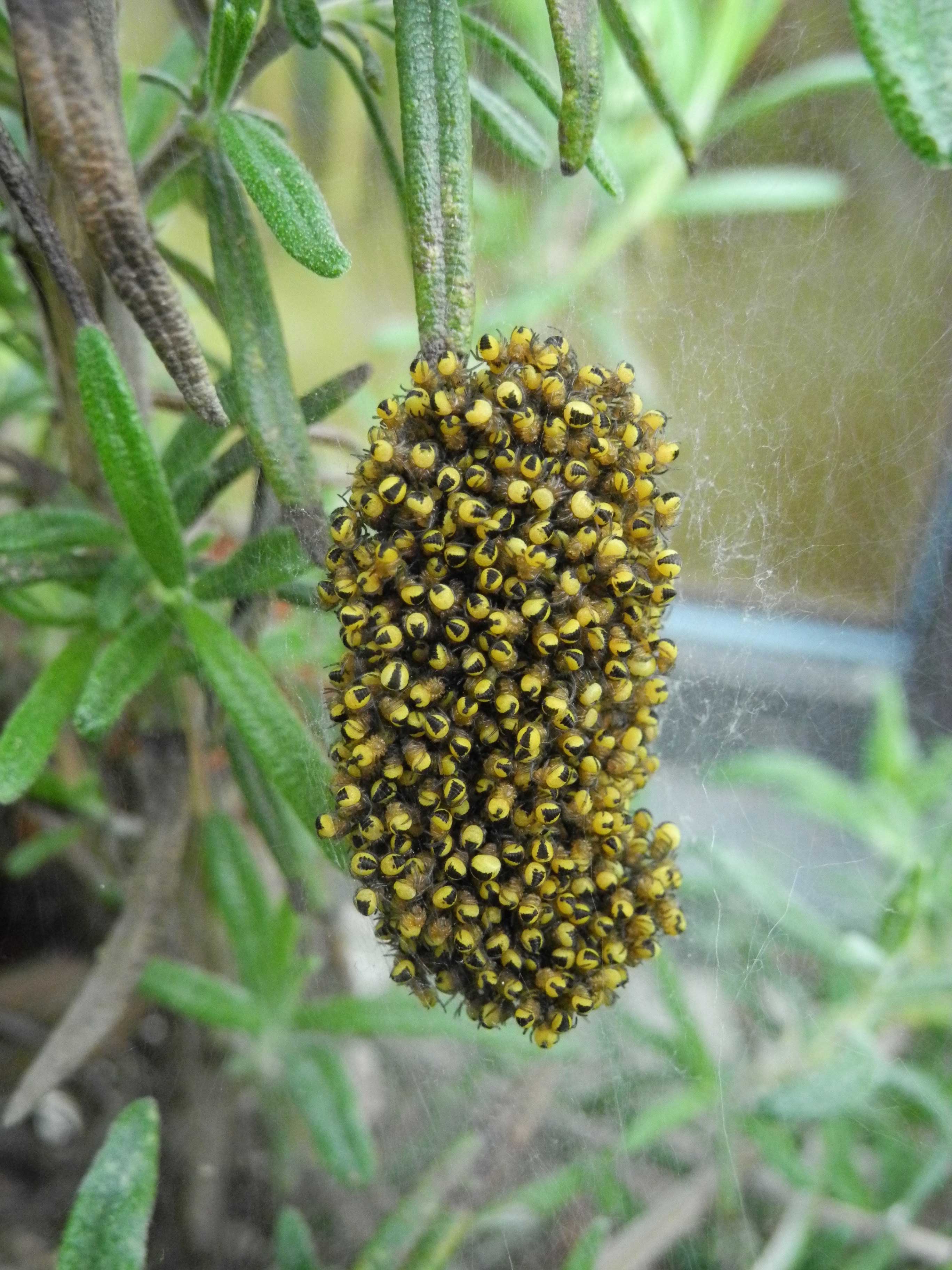 Hunderte von kleinen, gelben, vermutlich frisch geschlüpften Spinnen -  Spinnen (Araneae) bestimmen - ACTIAS