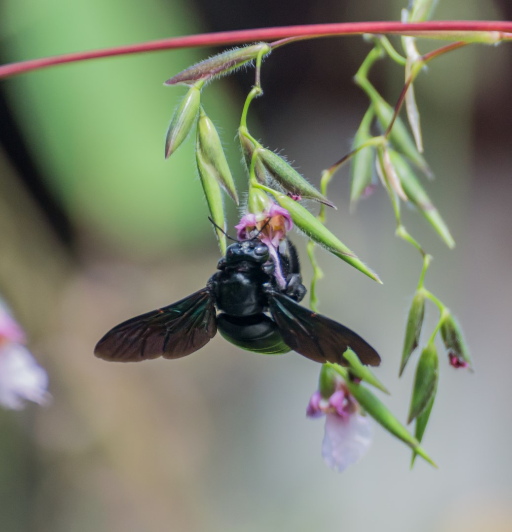Insekten aus Thailand - Identify other insects - ACTIAS