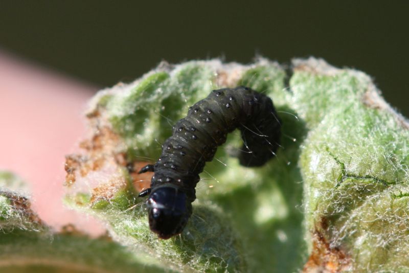 kleine schwarze Raupe Schmetterlinge (Lepidoptera