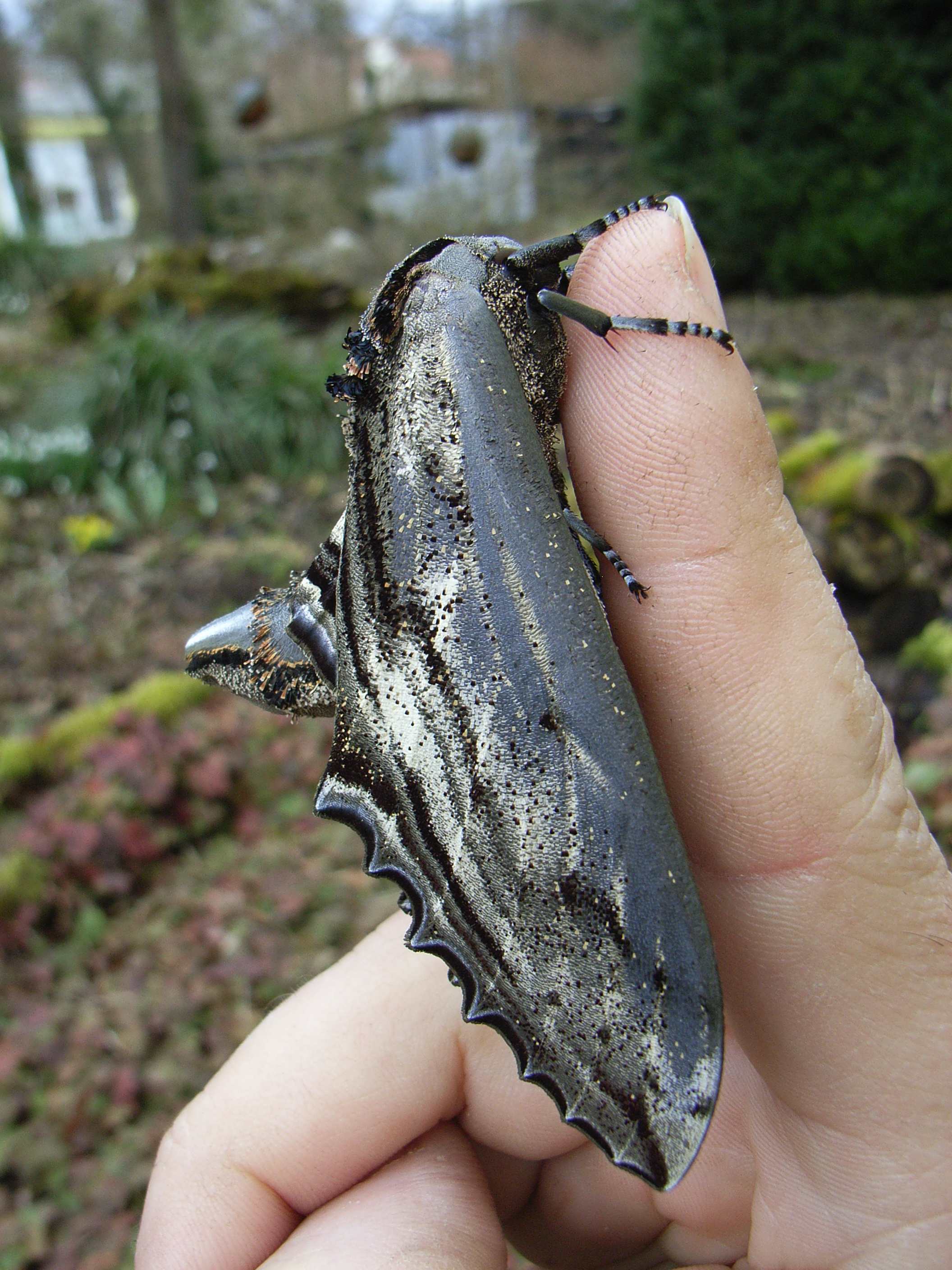 Langia zenzeroides - Sphingidae - Breeding Butterflies: Experiences