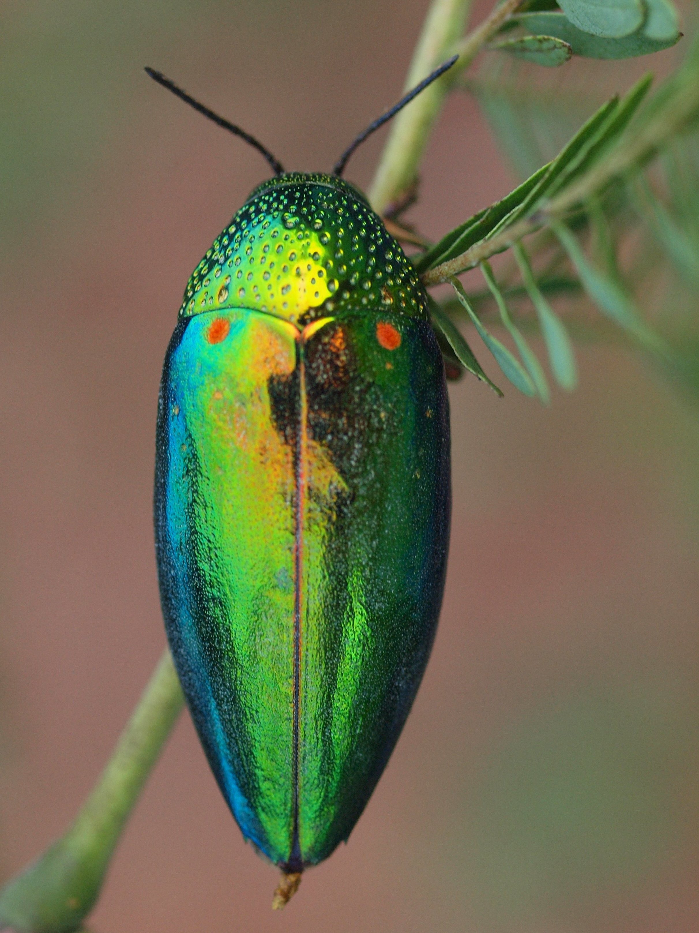 Kaefer ? / Thailand - Käfer (Coleoptera) - ACTIAS