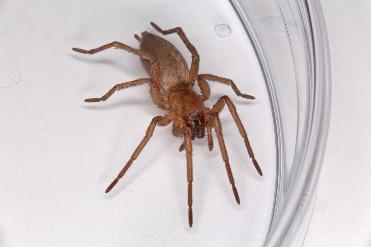 ein heimische Spinnen - Spinnen (Araneae) bestimmen - ACTIAS