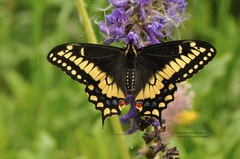 Papilio brevicauda m.