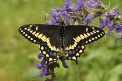 Papilio brevicauda m.