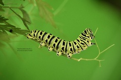 Papilio brevicauda L.