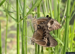 Papilio peranthus transiens