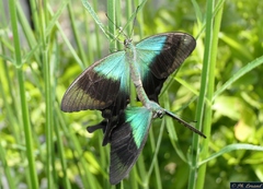 Papilio peranthus transiens