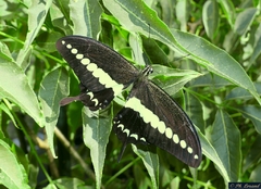 Papilio liomedes